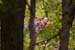 Wildnis075